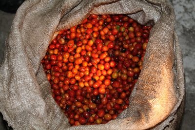 ویژگی‌های دانه قهوه ال سالوادور کروز گوردا