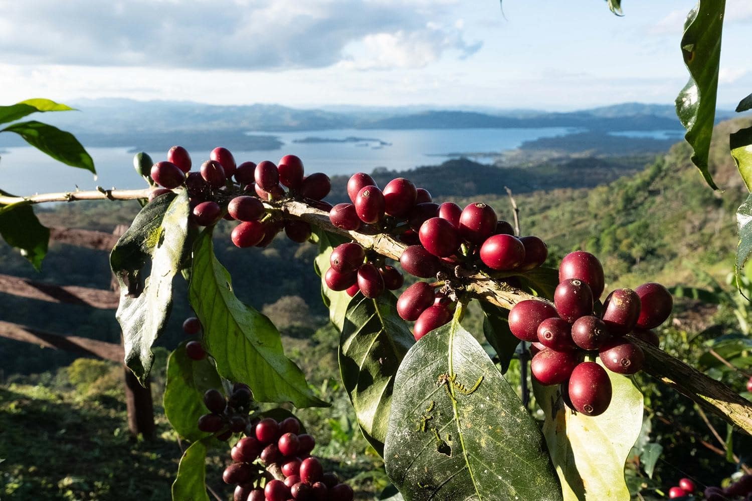 ویژگی_های دانه قهوه نیکاراگوئه جاوانیتا
