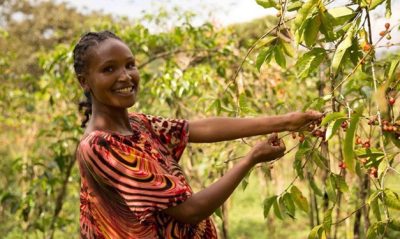 ویژگی‌های دانه قهوه اتیوپی اورومو جبنا