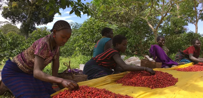 ethiopian coffee farmer