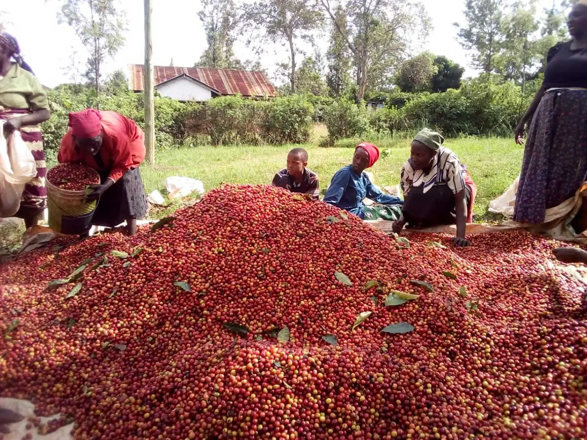 حذف ناخالصی‌های قهوه کنیا