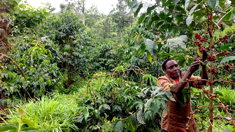 مناطق کشت قهوه در کنیا