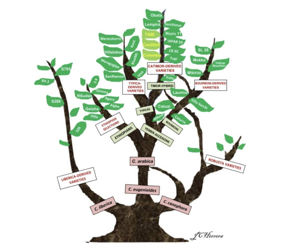 خاستگاه قهوه