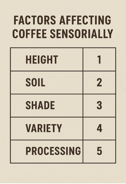 پنج عامل کلیدی طعم فنجان قهوه