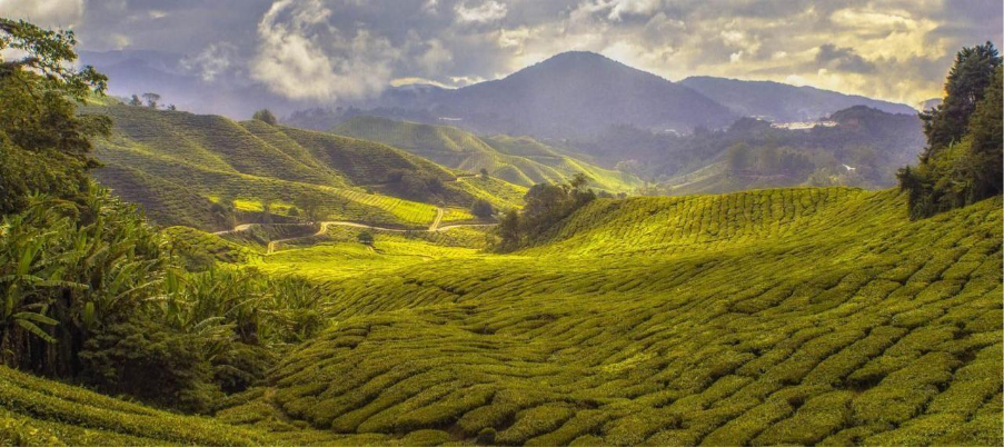 ۷ نکته برای خرید قهوه خوب در ایران 5 image 12