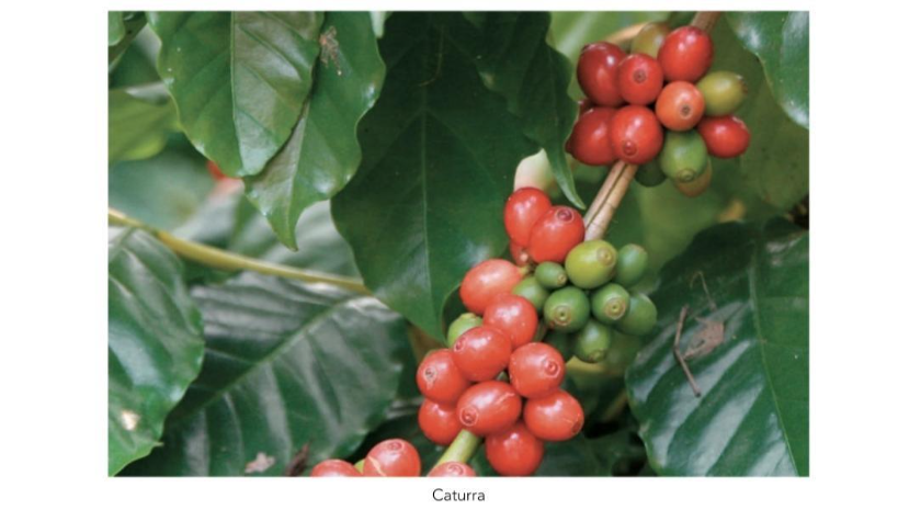 گیلاس قهوه و انواع رقم های آن 3 image 21