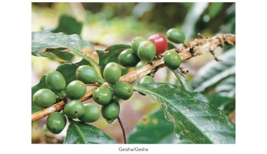 گیلاس قهوه و انواع رقم های آن 4 image 22