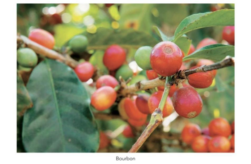 گیلاس قهوه و انواع رقم های آن 2 image 23