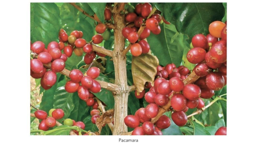 گیلاس قهوه و انواع رقم های آن 5 image 24