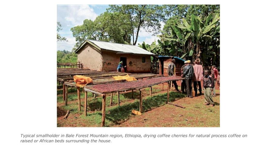 کشورهای بزرگ تولیدکنندهٔ دانهٔ قهوه 4 image 27