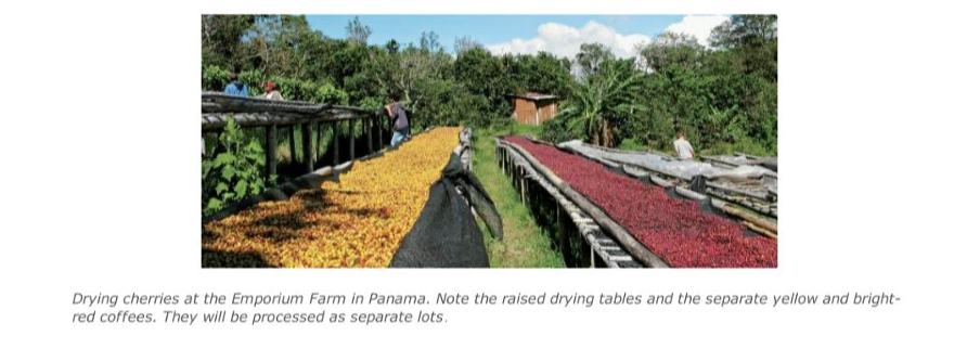 کشورهای بزرگ تولیدکنندهٔ دانهٔ قهوه 6 image 29